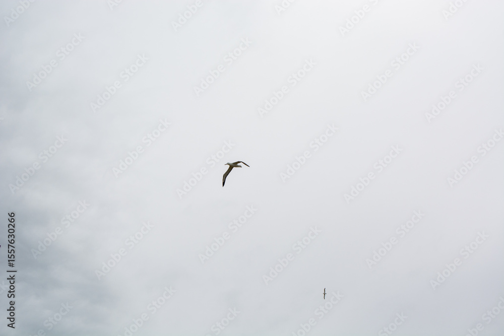 Bird Soaring in a Cloudy Sky Bird Soaring in a Cloudy Sky