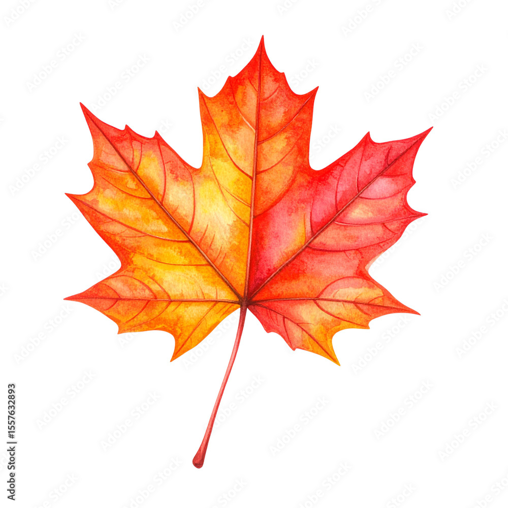 Obraz premium maple leaf isolated on white