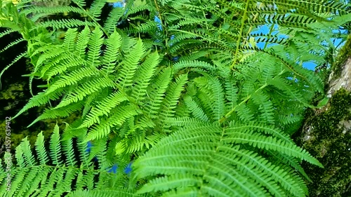 A large bush of fern with bright leaves
