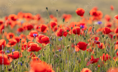 Fototapeta Naklejka Na Ścianę i Meble -  Maki i Chabry 