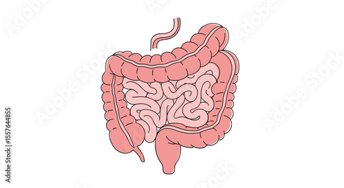 Understanding the Human Digestive System Anatomy and Physiology of the Intestines and Colon