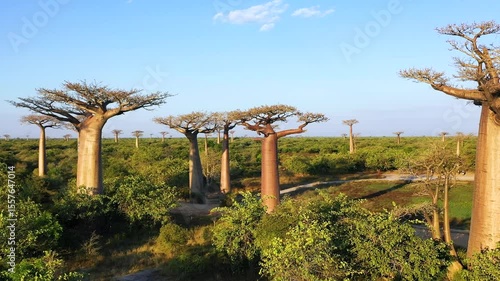Explore the unique landscape of the baobab trees in Madagascar during the afternoon sun