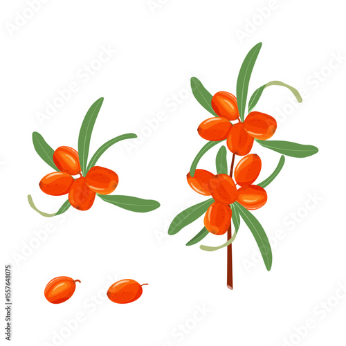 Set with sea buckthorn berries on isolated background.
