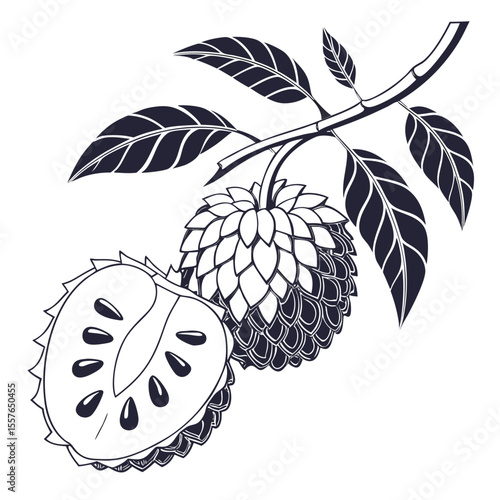 vector illustration ofcustard-apple