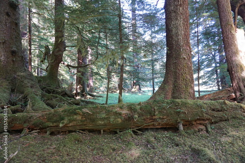 Moss-Covered Trees in the Temperate Rainforest of Haida Gwaii