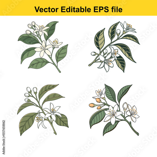 Botanical Illustration of Orange Blossom Sprigs Featuring Leaves and Buds in a Variety of Elegant Arrangements Showcasing Artistic Style