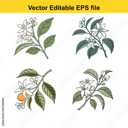 Botanical Illustration of Orange Blossom Sprigs Featuring Leaves and Buds in a Variety of Elegant Arrangements Showcasing Artistic Style