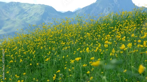 A vibrant summer meadow blanketed with yellow wildflowers stretches across the hillside, backed by towering alpine mountains under soft light and a clear sky.