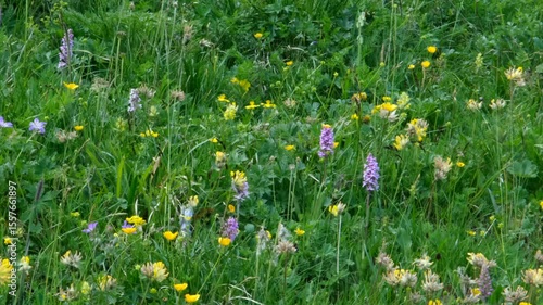 A lush alpine meadow bursting with wildflowers—yellow buttercups, purple orchids, and greenery—captured during summer, showcasing nature’s raw, colorful, and untamed beauty.
