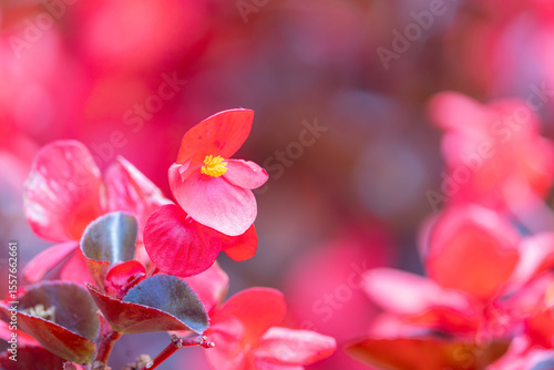 Mundo rojo