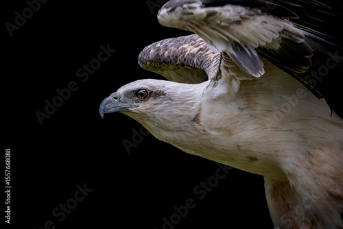 Foto White-bellied Fish Eagle perching on the branch