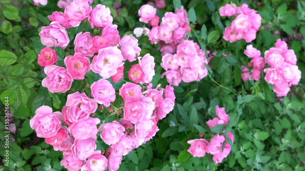 Beautiful Blooming Pink Roses in a Vibrant Garden Setting Beautiful Blooming Pink Roses in a Vibrant Garden Setting