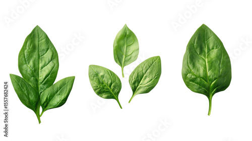 set of fresh spinach leaves on white background
