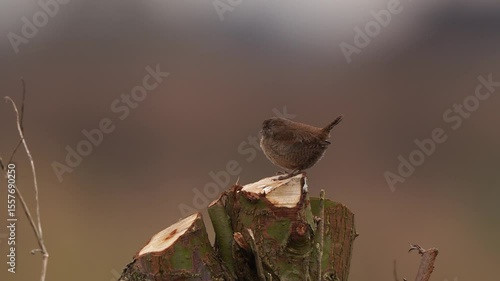 A Eurasian wren (Troglodytes troglodytes) or northern wren singing in the top of a Dutch pollard willow.