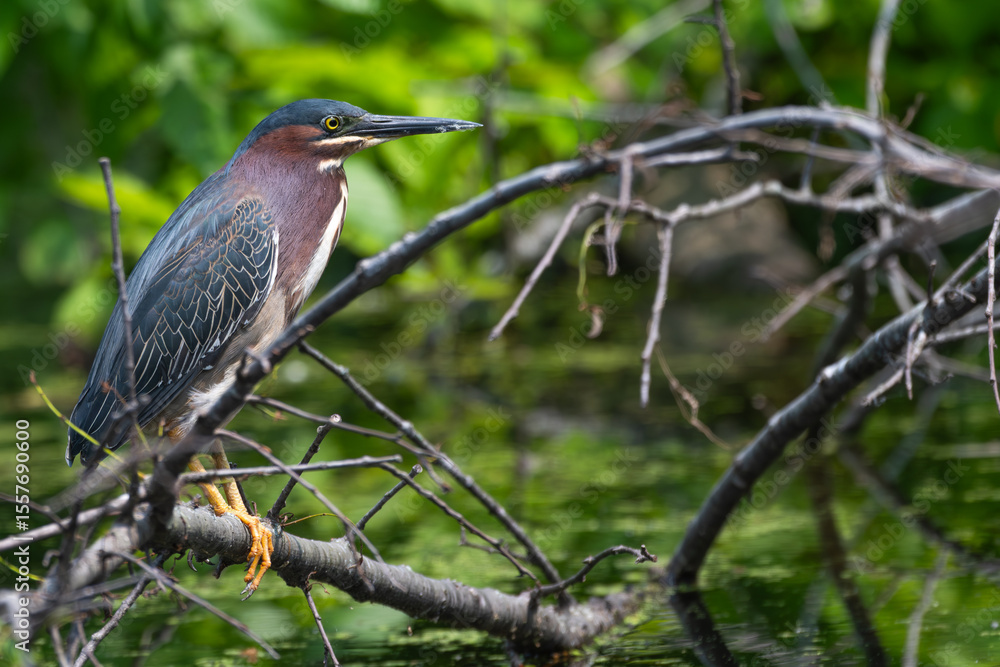 Fototapeta premium Green heron perched on a branch over a pond.