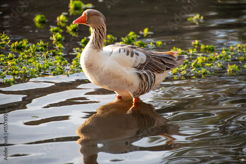 Schilderij op canvas Geese, beautiful geese at dawn on a lake in Brazil, selective focus
