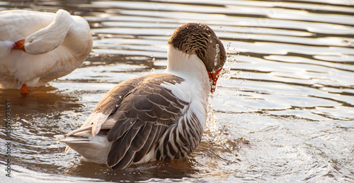 Foto Geese, beautiful geese at dawn on a lake in Brazil, selective focus