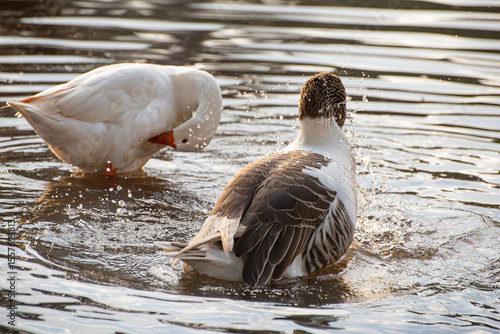 Foto Geese, beautiful geese at dawn on a lake in Brazil, selective focus