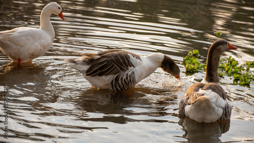 Foto Geese, beautiful geese at dawn on a lake in Brazil, selective focus