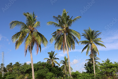 Fototapeta Naklejka Na Ścianę i Meble -  Coconut palm trees on blue sky with white clouds background. Tropical beach, paradise nature