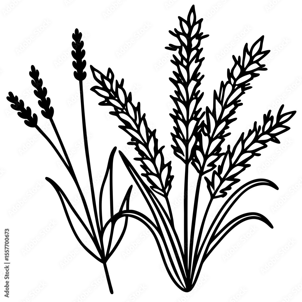 lavender-and-wild-grasses--botanical-illustration lavender-and-wild-grasses--botanical-illustration