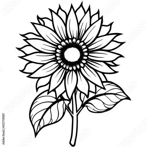 vintage-sunflower-botanical-drawing.