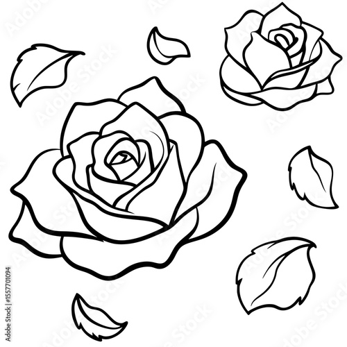 rose-petals-scattered-on-white-paper--soft-shadows