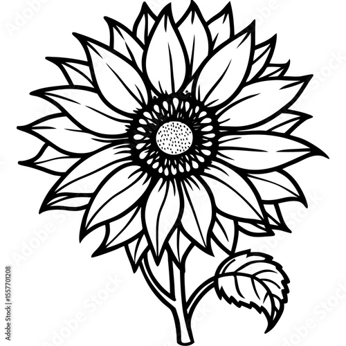 vintage-sunflower-botanical-drawing