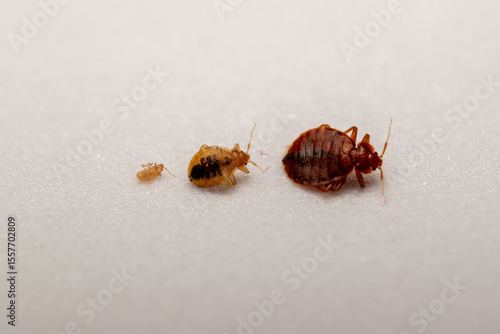 Bed Bug (Cimex lectularius) Life Cycle Stages – Detailed Macro Photography