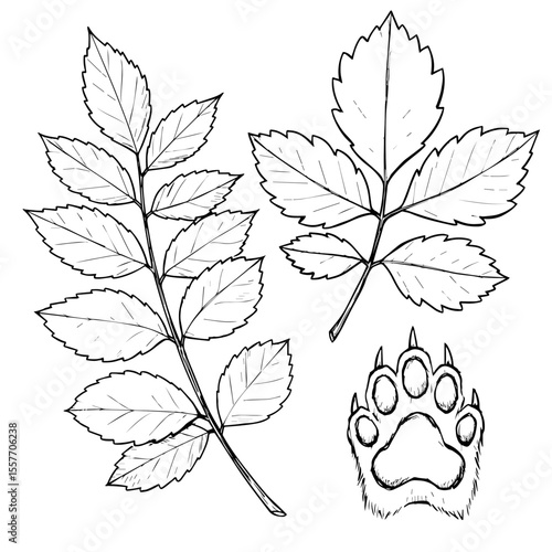Botanical illustration of ash leaves and bear paw print. Detailed drawing of Fraxinus excelsior foliage and Ursus arctos footprint. Nature elements for educational posters, nature guides,