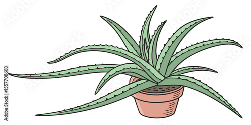 aloe vera plant in a pot