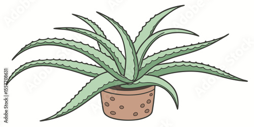 aloe vera plant in pot