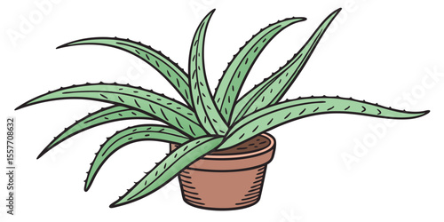 aloe vera plant in pot