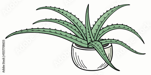 aloe vera plant isolated