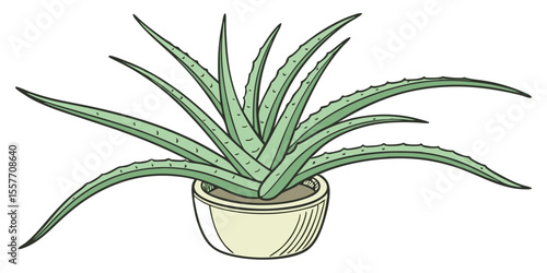aloe vera plant in a pot