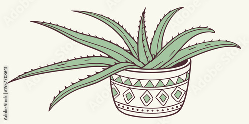 aloe vera plant isolated on white