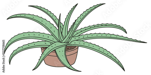 aloe vera plant isolated