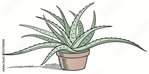 aloe vera plant in pot