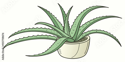 aloe vera plant isolated on white