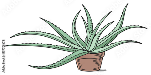 aloe vera plant isolated on white