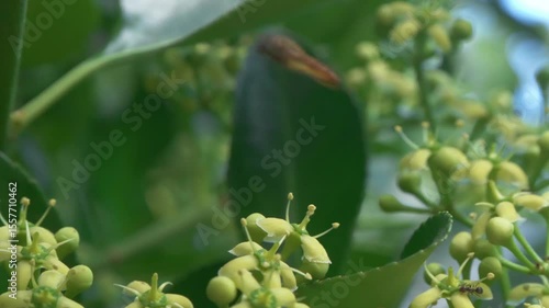 A Bee Pollinating Various Beautiful and Colorful Flowers Amidst Natures Diverse Ecosystem