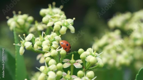A Beautiful Ladybug Resting on Blossoming Green Flowers in Stunning Nature Surroundings