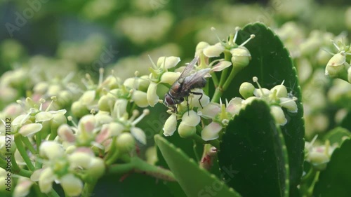 A Beautiful CloseUp of Bee Pollination Happening on a Flowering Plant in Nature
