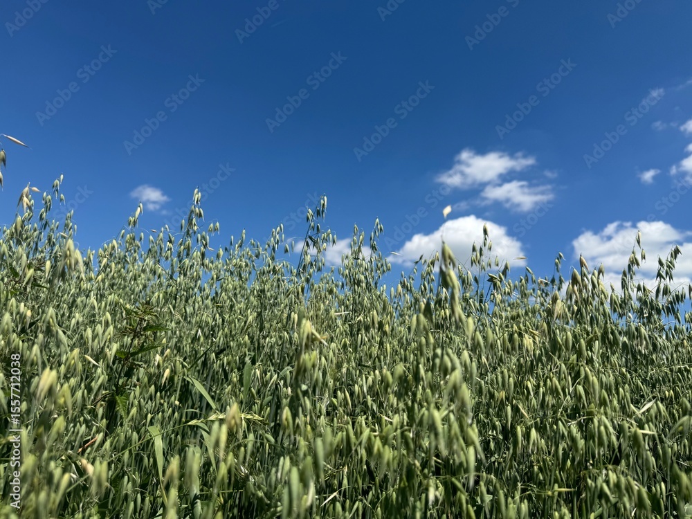 Obraz premium grass and sky