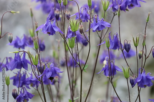 Aquilegia vulgaris, european columbine flowers in garden.