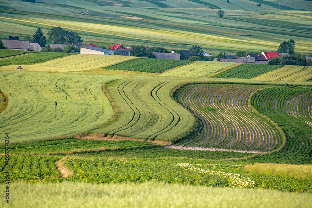 Fototapeta premium Falujace pola, 