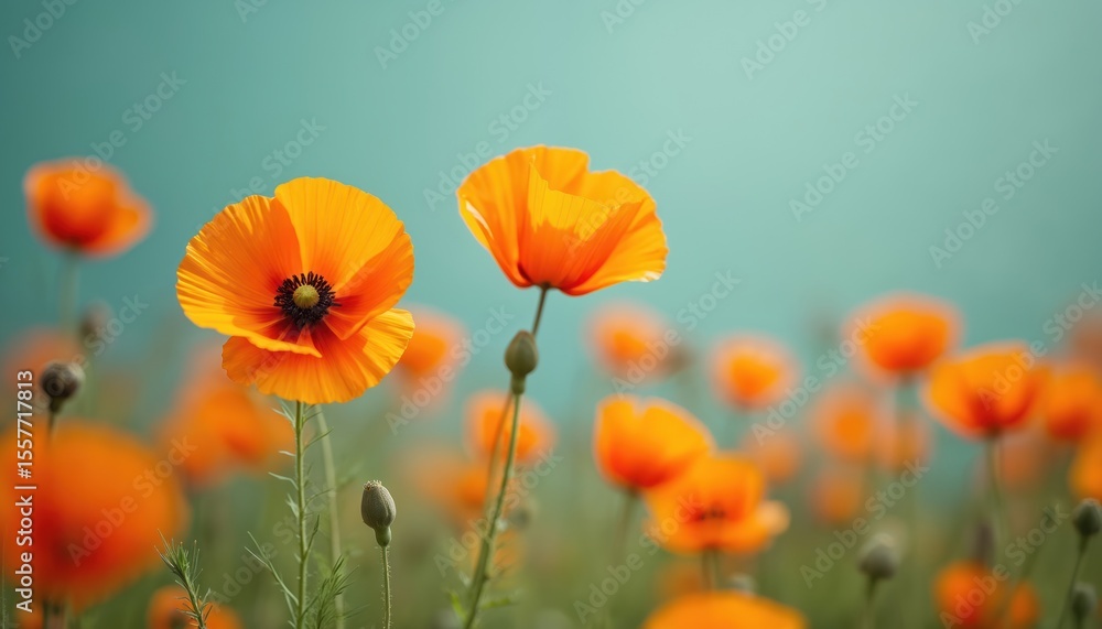 Fototapeta premium California poppies bloom. Vivid orange wildflower field in full bloom, sunny day. Nature beauty, floral landscape, spring season, vibrant blossoms. Poppy flower heads in focus, with soft background.