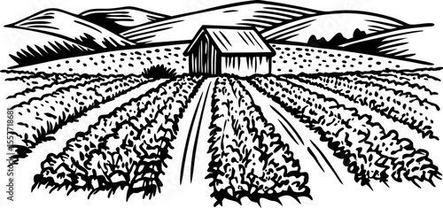 Rural landscape with agricultural barn and cultivated crop fields, hand drawn rustic scenery, farm countryside scene