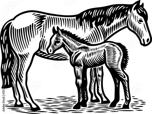 Mother horse and foal standing together black and white woodcut animal family illustration, livestock concept