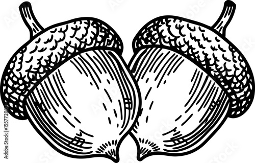 Two acorns close together detailed hand drawn illustration, botanical nut, fall forest oak seed, autumn harvest